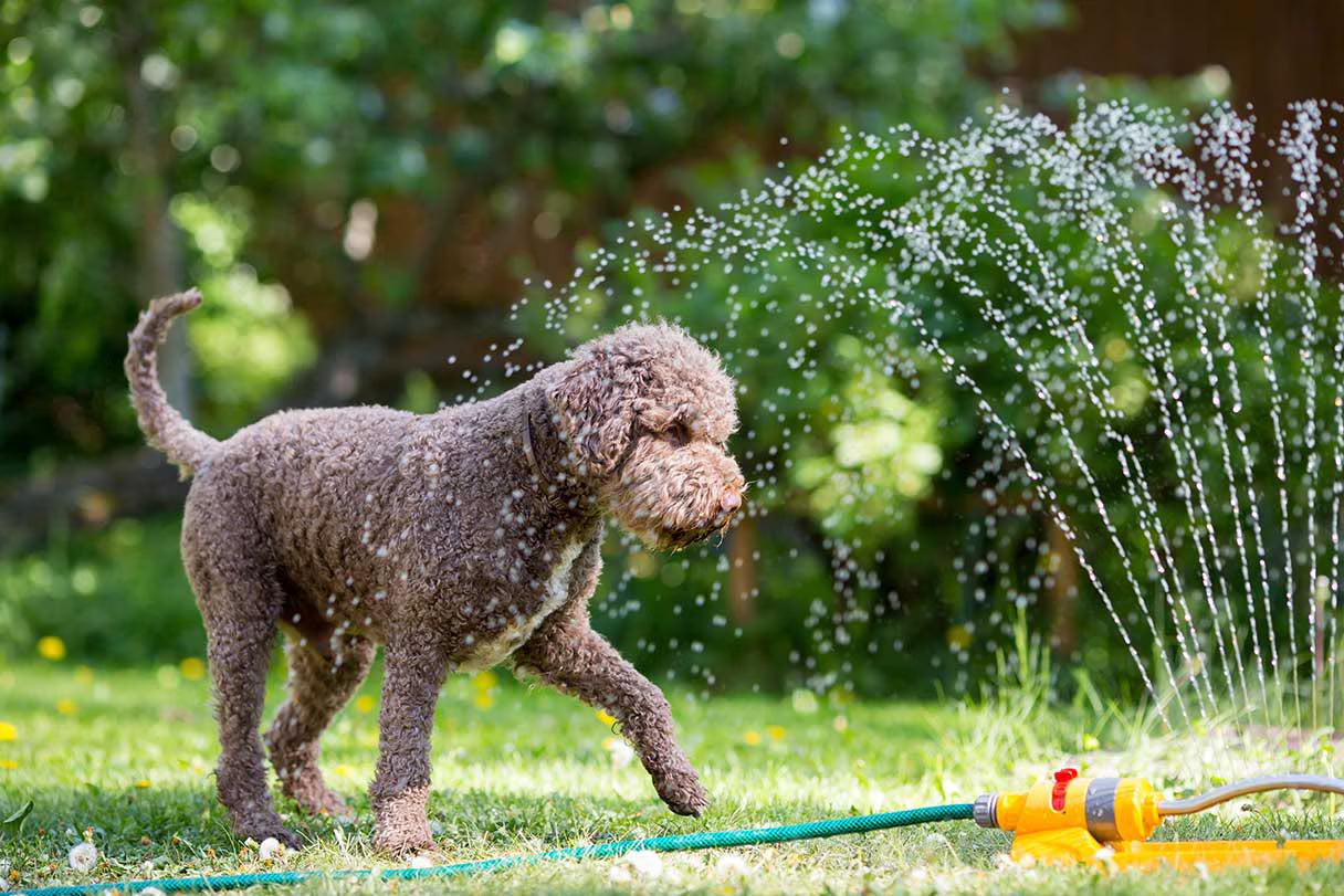 How to Keep Your Dog Cool in Hot Weather