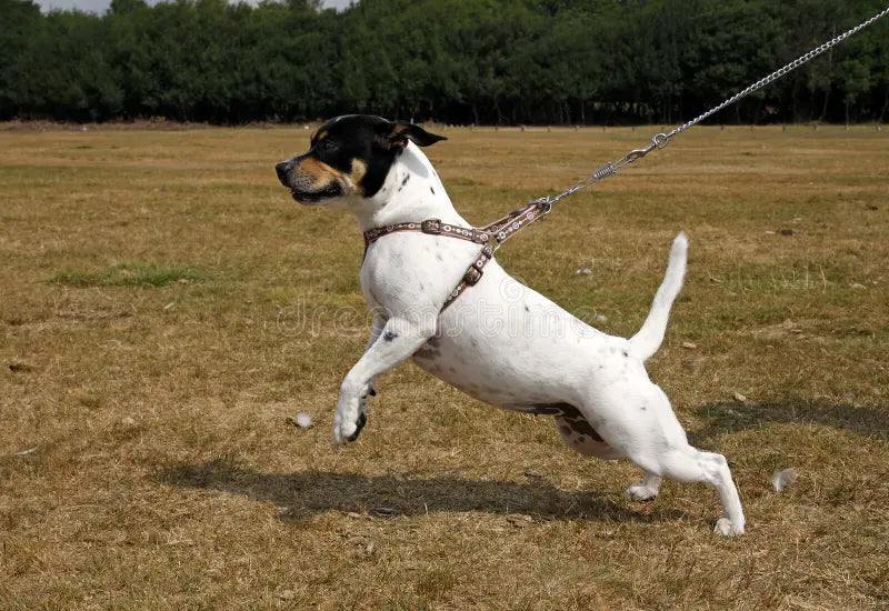 How to Stop a Dog From Pulling on the Lead