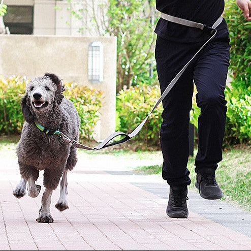 Hands-Free Running Dog Leash for Active Adventures
